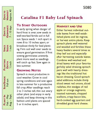Catalina Baby Leaf Spinach Seeds Renee's Garden