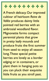 Mignonette Alpine Strawberry Seeds Renee's Garden