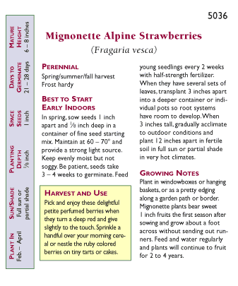 Mignonette Alpine Strawberry Seeds Renee's Garden