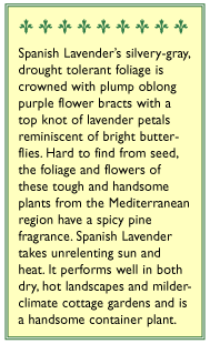 Purple Ribbons Spanish Lavender Seeds Renee's Garden
