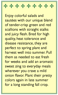 Delicious Duo Scallion Onion Seed Mix Renee's Garden