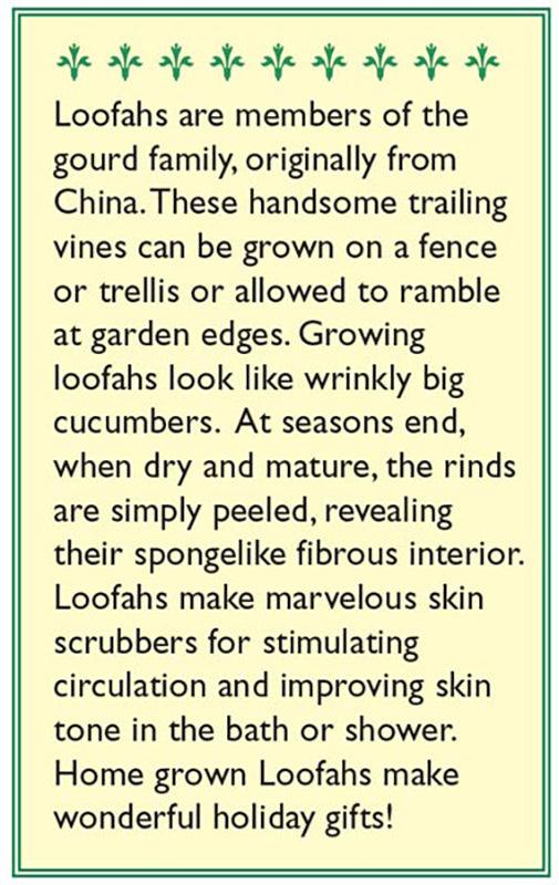 Bath Loofah Compact Vining Gourd Seeds Renee's Garden