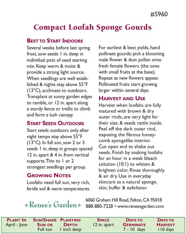 Bath Loofah Compact Vining Gourd Seeds Renee's Garden