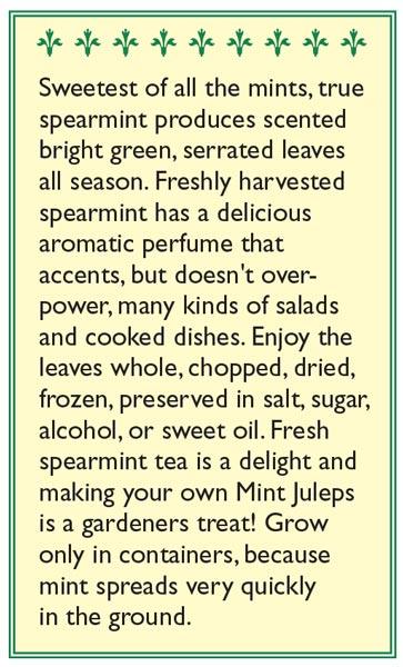 Italian Spearmint Seeds Renee's Garden