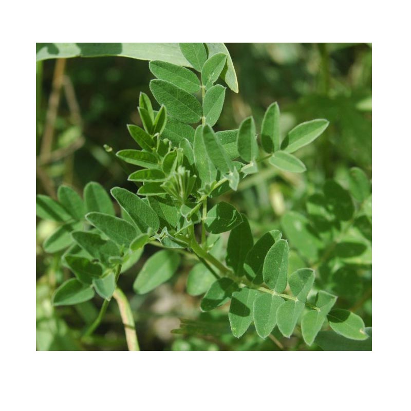 Strictly Medicinal Organic Astragalus - Grow Organic Strictly Medicinal Organic Astragalus Herb Seeds