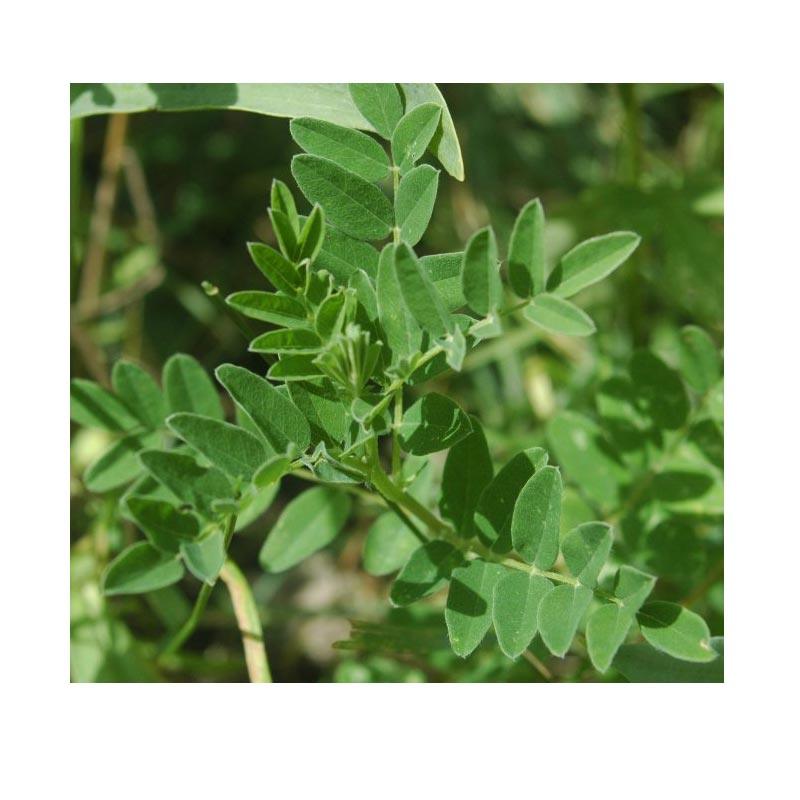 Astragalus Seeds (Organic) Strictly Medicinal