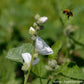 Strictly Medicinal Organic Marshmallow - Grow Organic Strictly Medicinal Organic Marshmallow Herb Seeds