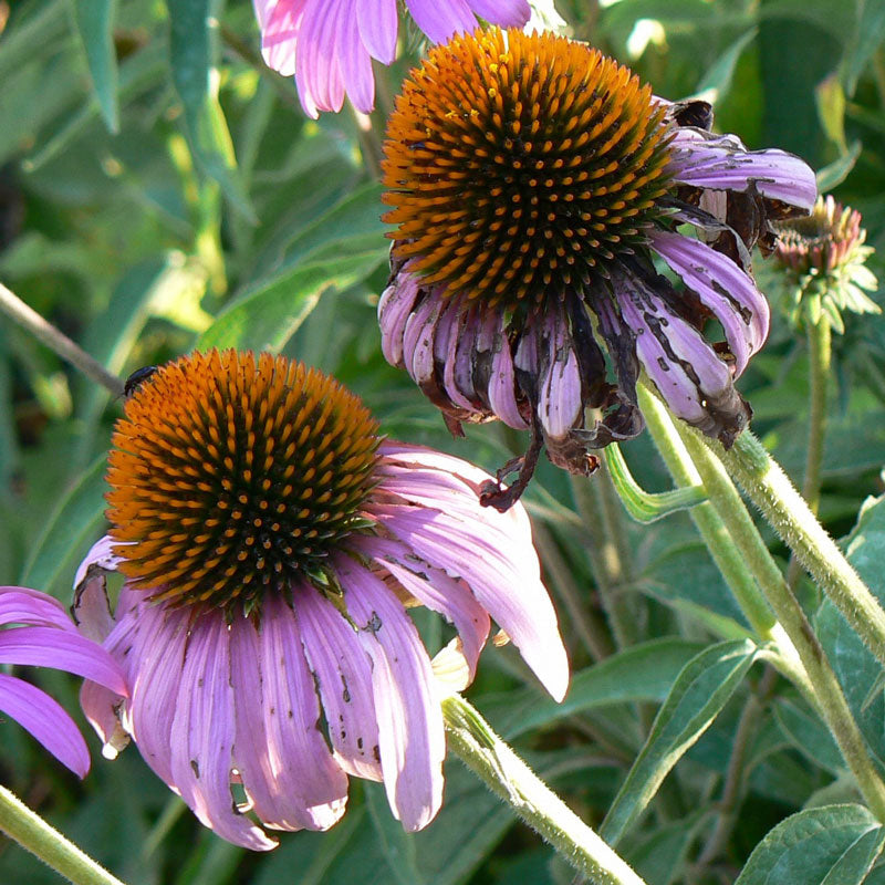  Strictly Medicinal Organic Coneflower, Narrow-leaved Herb Seeds