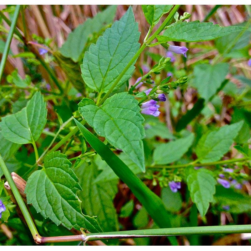 Strictly Medicinal Organic Skullcap - Grow Organic Strictly Medicinal Organic Skullcap Herb Seeds