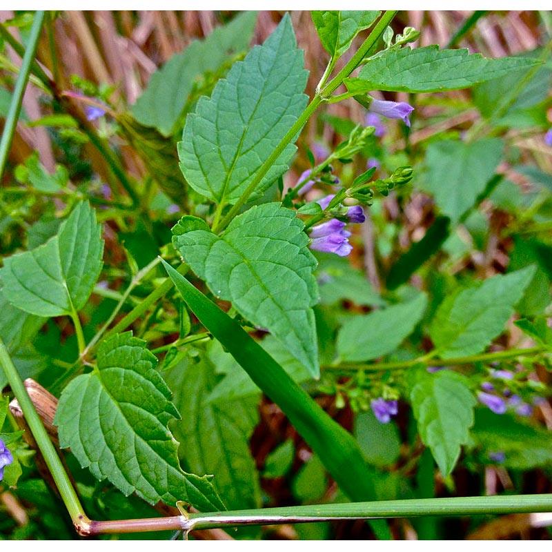 Skullcap Seeds (Organic) Strictly Medicinal