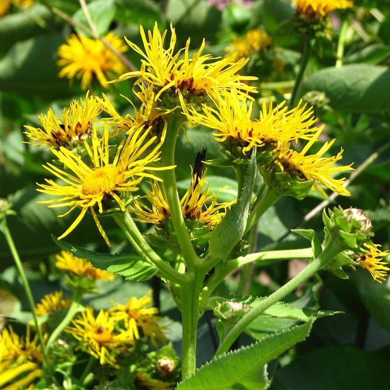 Official Elecampane Flower Seeds (Organic) Strictly Medicinal