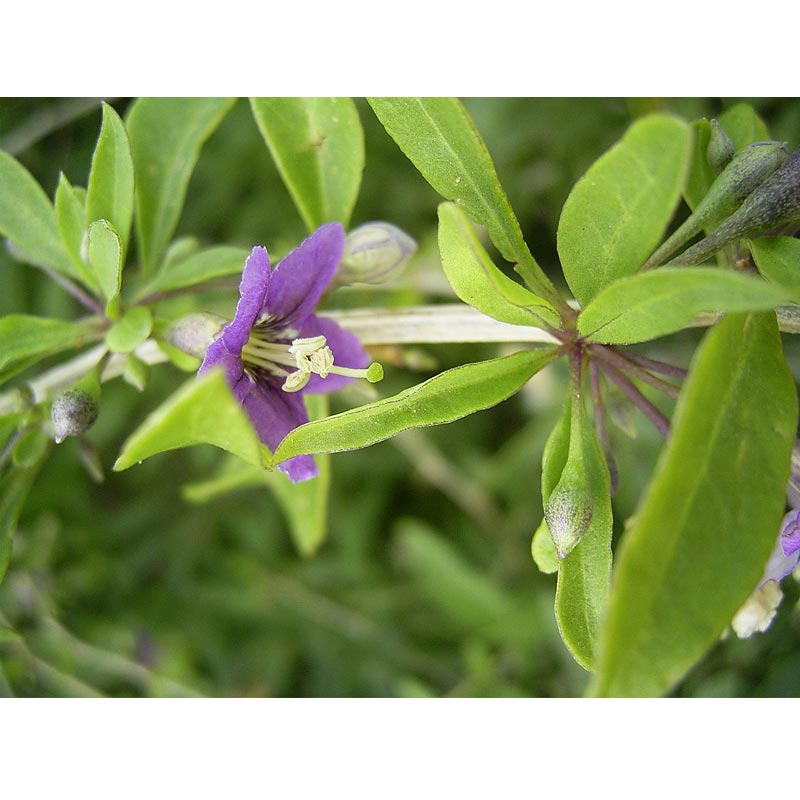 Strictly Medicinal Organic Goji Berry Seeds - Grow Organic Strictly Medicinal Organic Goji Berry Seeds Herb Seeds