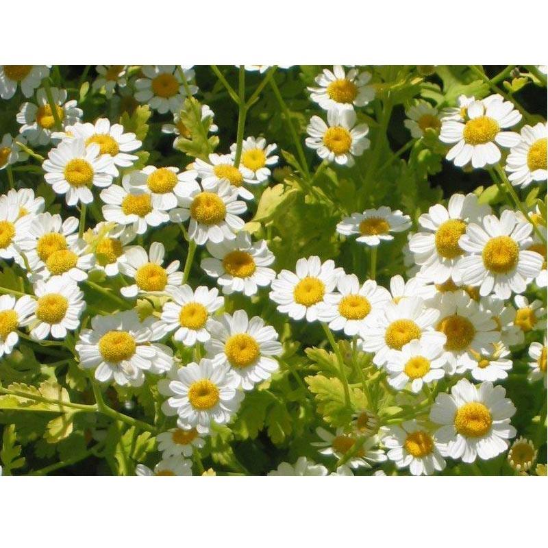 Feverfew Seeds (Organic) Strictly Medicinal
