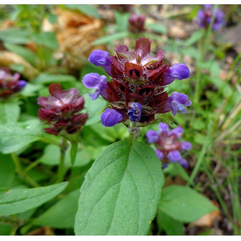 Self Heal (Prunella vulgaris) Seeds (Organic) Strictly Medicinal