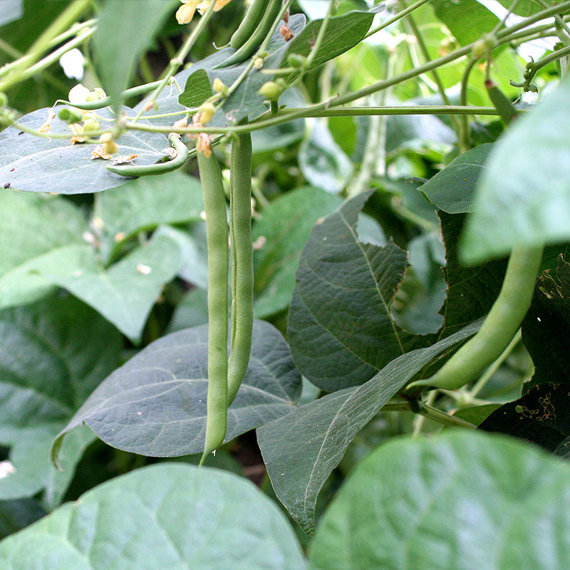 Kentucky Wonder Pole Bean Seeds (Organic) - Grow Organic Kentucky Wonder Pole Bean Seeds (Organic) Vegetable Seeds