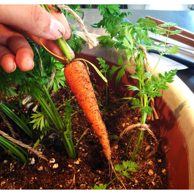 Little Finger Carrot Seeds (Organic) - Grow Organic Little Finger Carrot Seeds (Organic) Vegetable Seeds