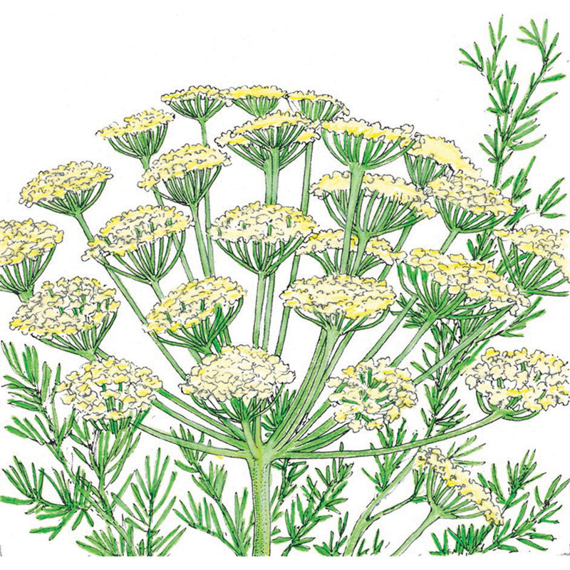 Organic Dill, Bouquet (1/4 lb) - Grow Organic Organic Dill, Bouquet (1/4 lb) Herb Seeds