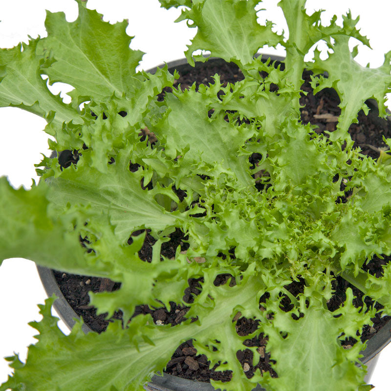 Endive Tres Fine Greens Seeds (Organic) - Grow Organic Endive Tres Fine Greens Seeds (Organic) Vegetable Seeds