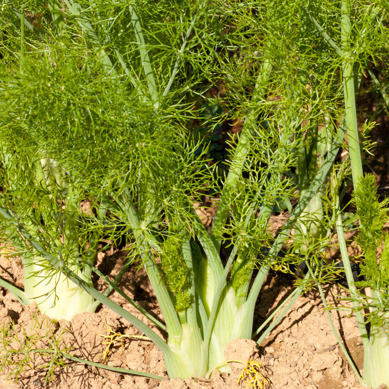 Organic Fennel, Florence (1/4 lb) - Grow Organic Organic Fennel, Florence (1/4 lb) Herb Seeds