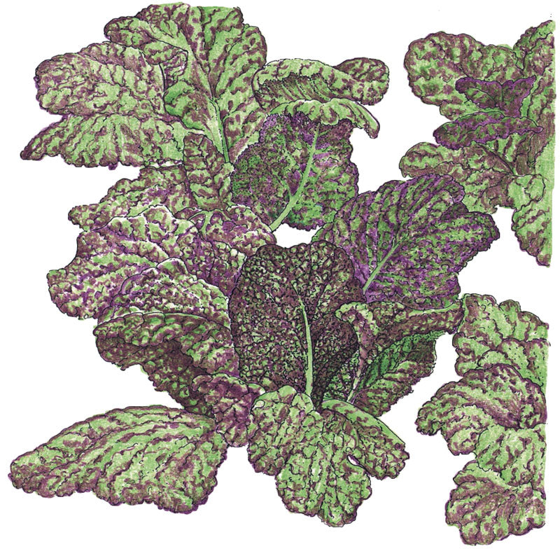 Mustard Giant Red Greens Seeds (Organic) - Grow Organic Mustard Giant Red Greens Seeds (Organic) Vegetable Seeds