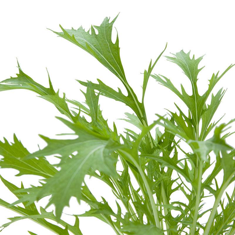 Organic Greens, Mustard Mizuna (1/4 lb) Peaceful Valley