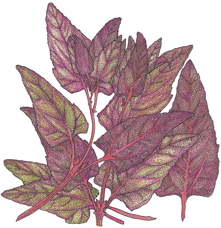 Red Orach Seeds (Organic) - Grow Organic Red Orach Seeds (Organic) Vegetable Seeds