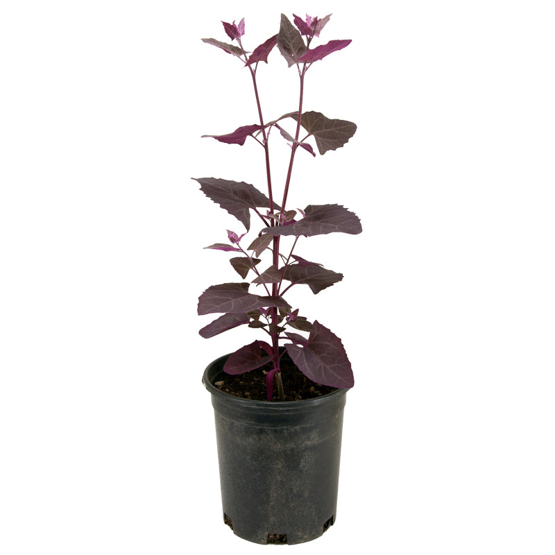 Red Orach Seeds (Organic) - Grow Organic Red Orach Seeds (Organic) Vegetable Seeds