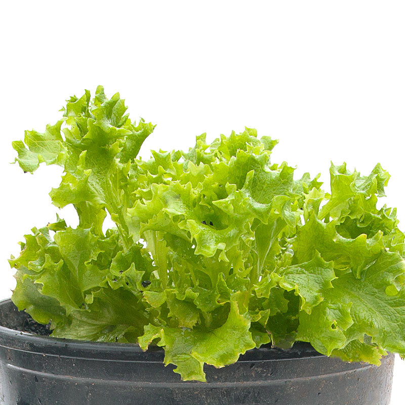 Tango Lettuce Seeds (Organic) - Grow Organic Tango Lettuce Seeds (Organic) Vegetable Seeds