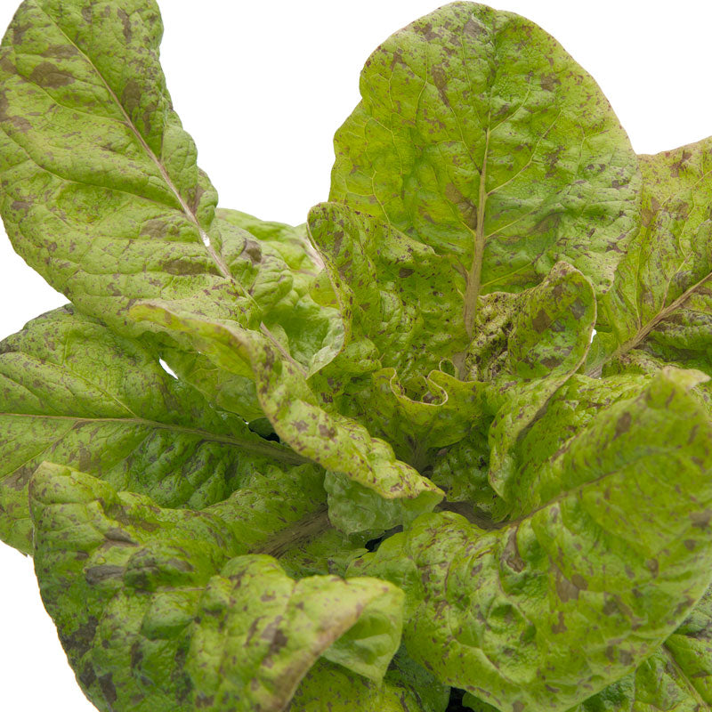 Organic Lettuce, Freckles (1/4 lb) - Grow Organic Organic Lettuce, Freckles (1/4 lb) Vegetable Seeds
