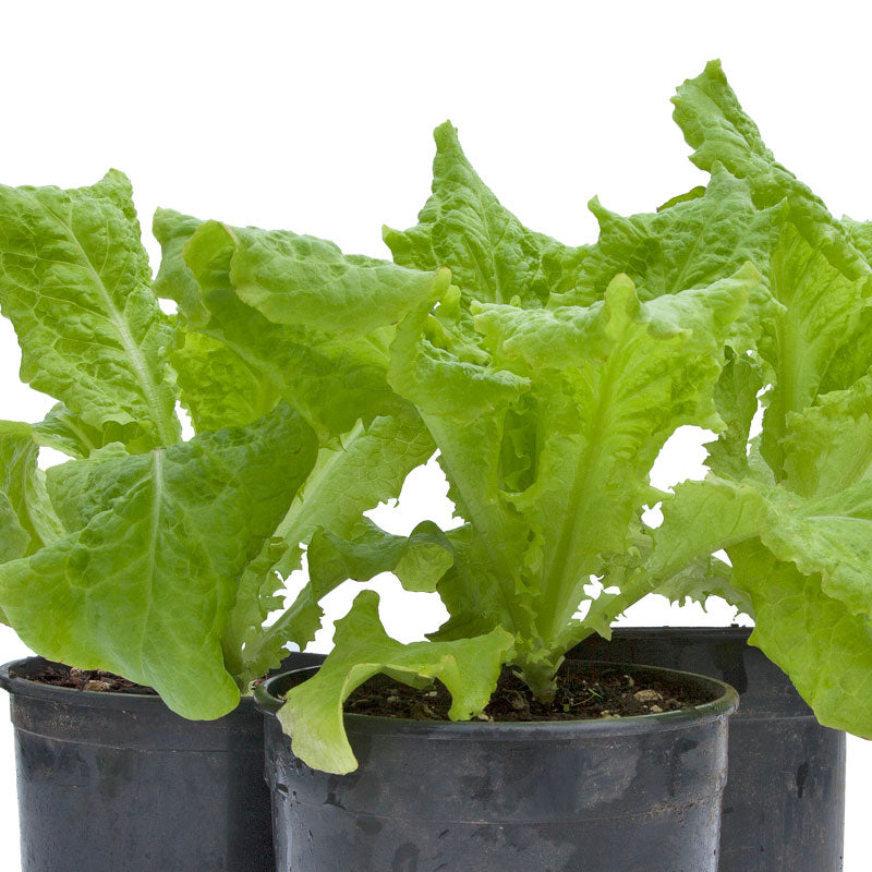 Black Seeded Simpson Lettuce Seeds (Organic) - Grow Organic Black Seeded Simpson Lettuce Seeds (Organic) Vegetable Seeds