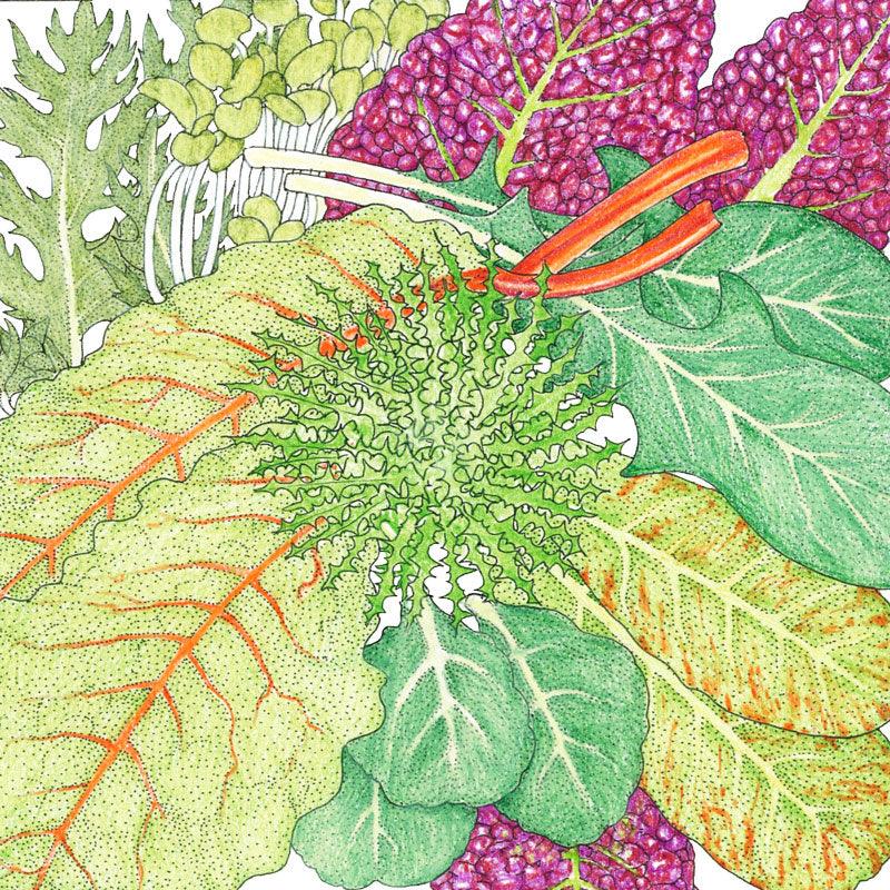 Mesclun Spicy Mix Greens Seeds (Organic) Peaceful Valley