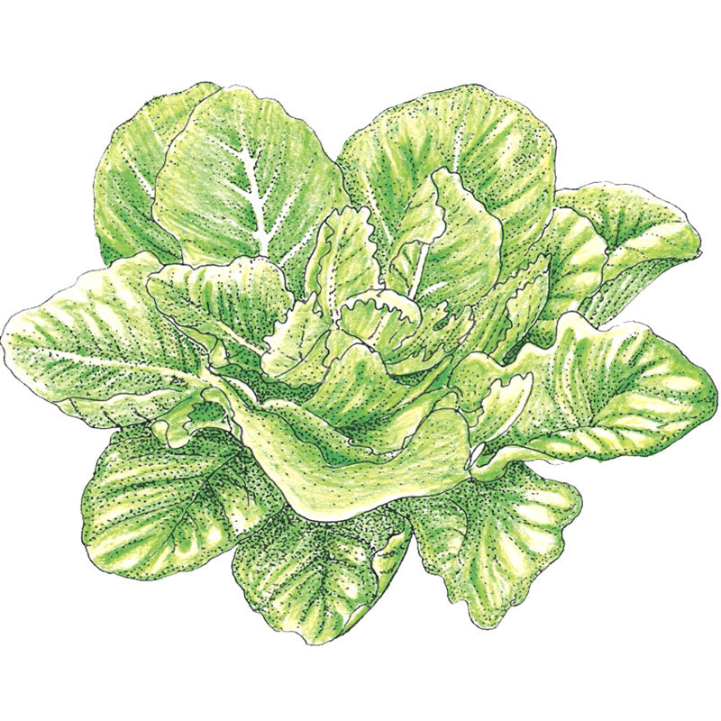 Parris Island Cos Lettuce Seeds (Organic) - Grow Organic Parris Island Cos Lettuce Seeds (Organic) Vegetable Seeds