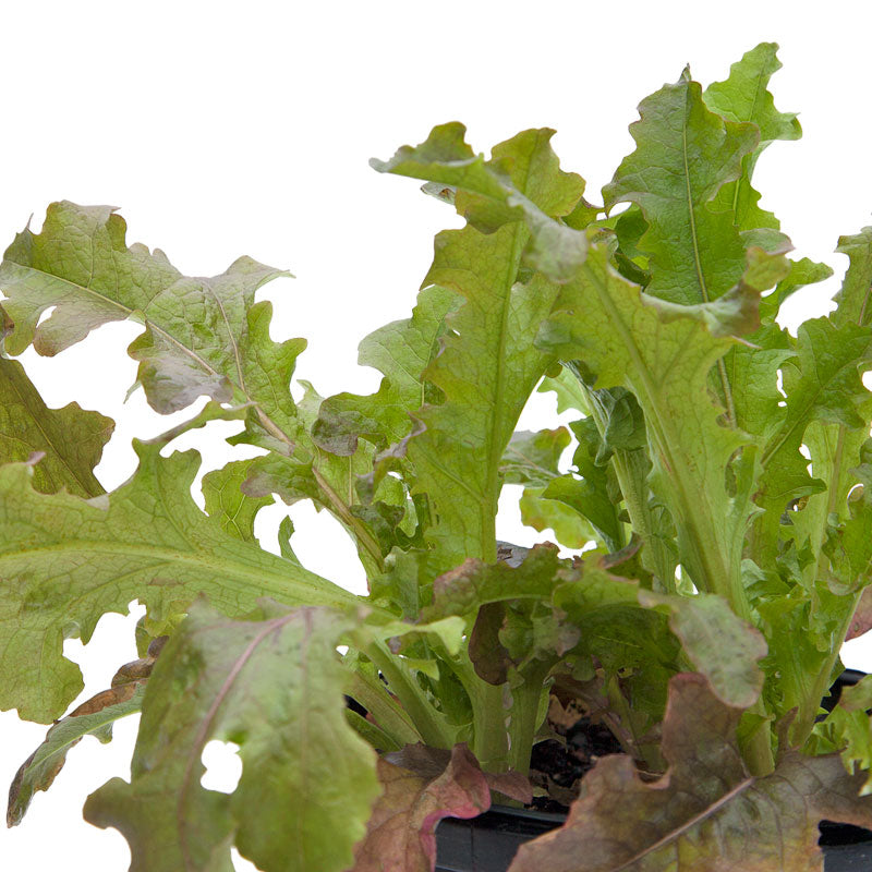 Organic Lettuce, Red Salad Bowl (1/4 lb) - Grow Organic Organic Lettuce, Red Salad Bowl (1/4 lb) Vegetable Seeds