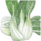 Pak Choi Greens Seeds (Organic) - Grow Organic Pak Choi Greens Seeds (Organic) Vegetable Seeds