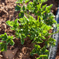 Organic Parsley, Italian (1/4 lb) - Grow Organic Organic Parsley, Italian (1/4 lb) Herb Seeds