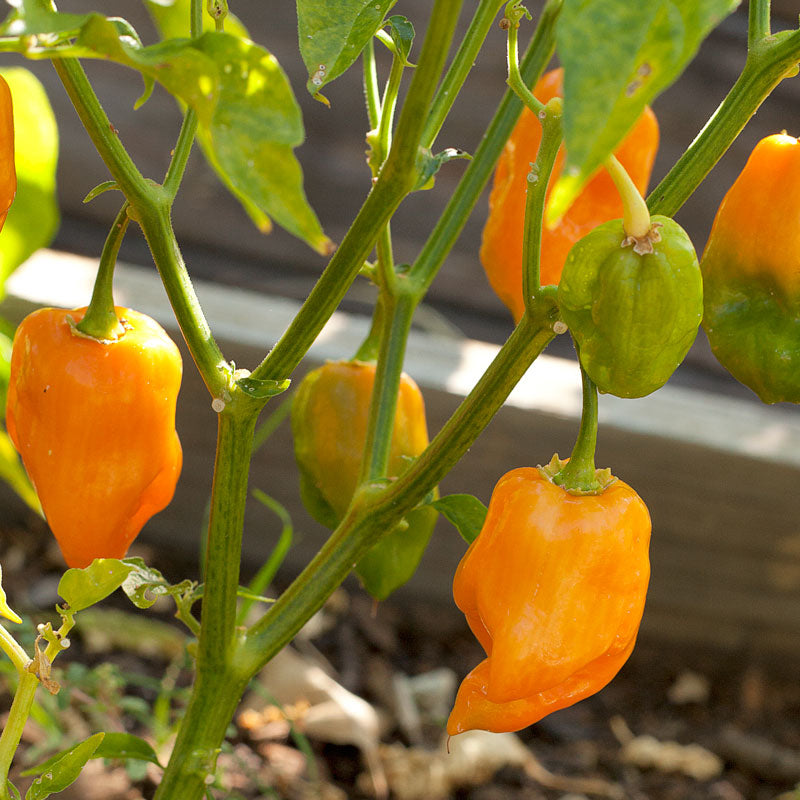 Hot Habanero Pepper Seeds (Organic) - Grow Organic Hot Habanero Pepper Seeds (Organic) Vegetable Seeds