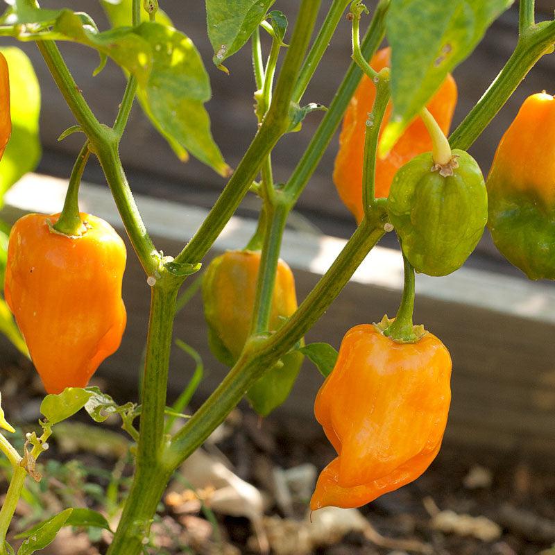 Organic Pepper, Hot Habanero (1 oz) Peaceful Valley