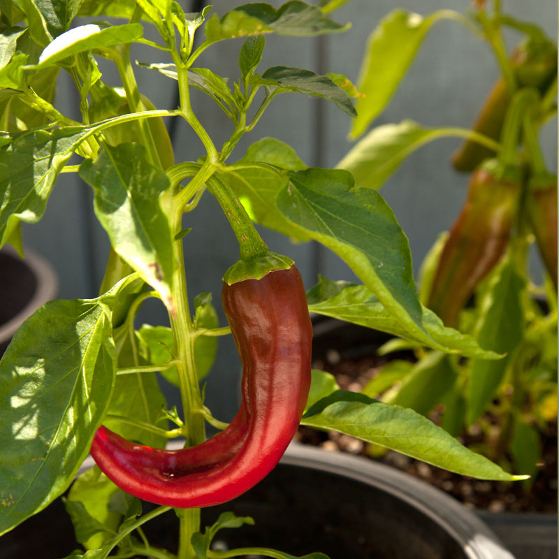 Hot New Mexico Joe Parker Pepper Seeds (Organic) Hot New Mexico Joe Parker Pepper Seeds (Organic) Vegetable Seeds