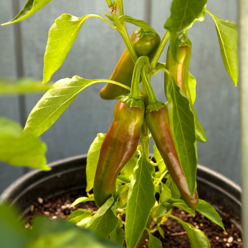 Hot New Mexico Joe Parker Pepper Seeds (Organic) Hot New Mexico Joe Parker Pepper Seeds (Organic) Vegetable Seeds