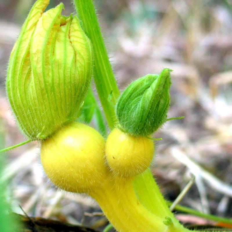 Big Max Pumpkin (Organic) Southern Exposure Seed Exchange