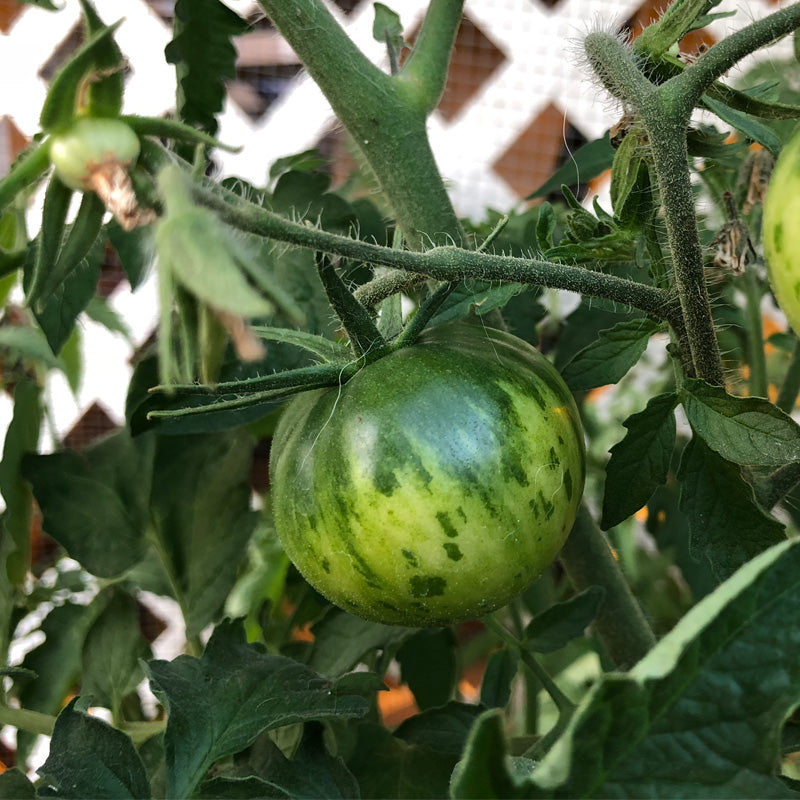 Green Zebra Tomato Seeds (Organic) - Grow Organic Green Zebra Tomato Seeds (Organic) Vegetable Seeds