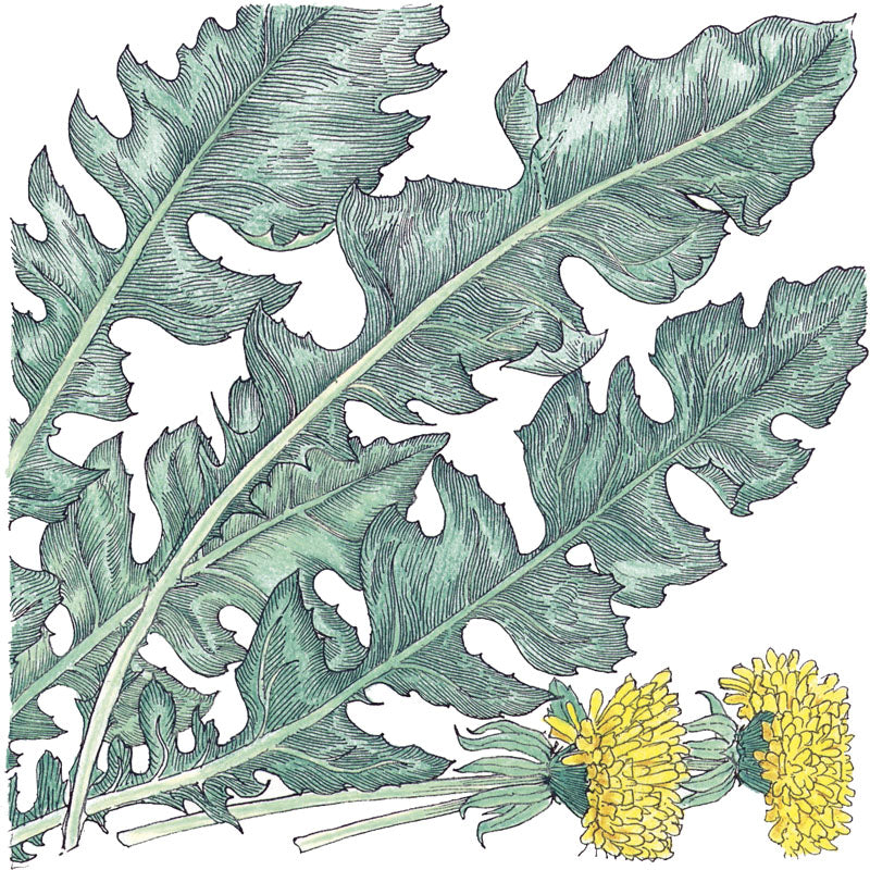 Chicory Catalogna Greens Seeds (Organic) - Grow Organic Chicory Catalogna Greens Seeds (Organic) Vegetable Seeds