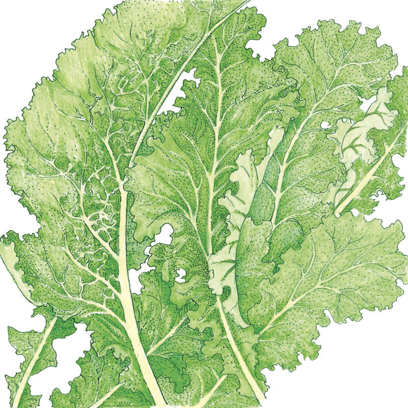 Mustard Southern Giant Curled Greens Seeds (Organic) Mustard Southern Giant Curled Greens Seeds (Organic) Vegetable Seeds