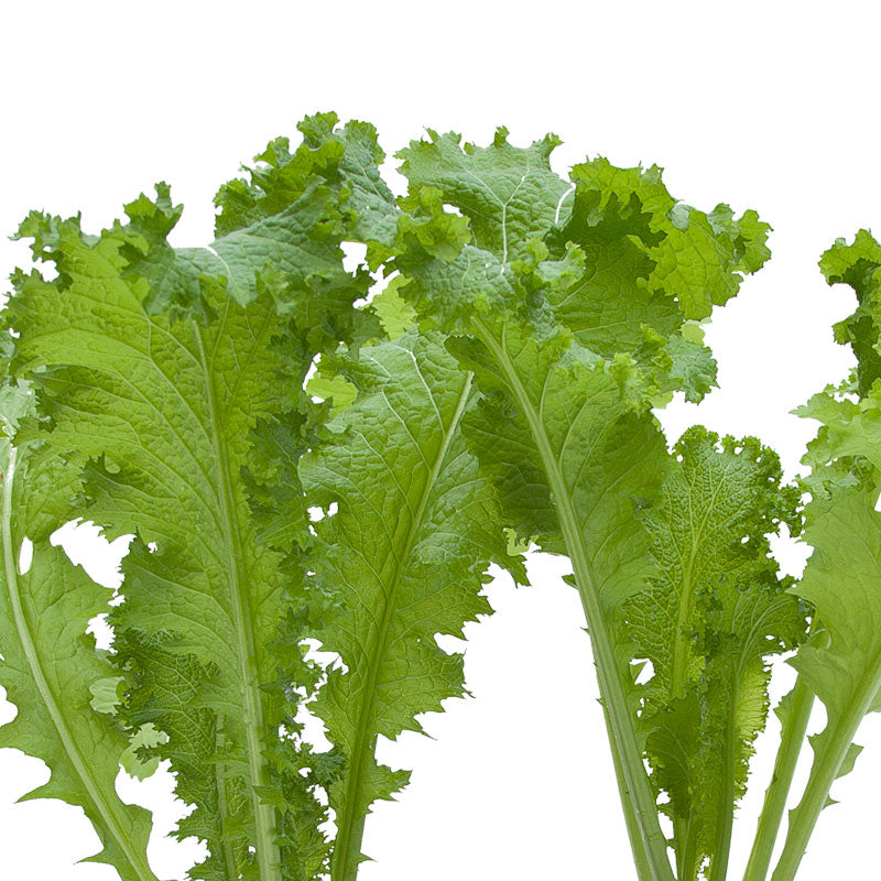 Mustard Southern Giant Curled Greens Seeds (Organic) Mustard Southern Giant Curled Greens Seeds (Organic) Vegetable Seeds