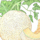 Honeyrock Melon Seeds (Organic) - Grow Organic Honeyrock Melon Seeds (Organic) Vegetable Seeds