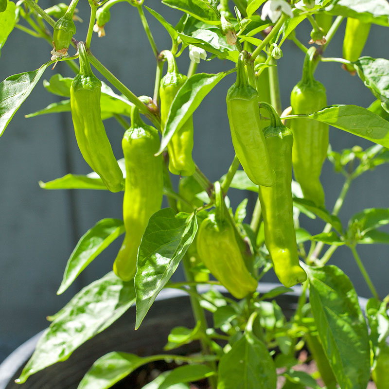 Greek Golden Pepperoncini Seeds (Organic) - Grow Organic Greek Golden Pepperoncini Seeds (Organic) Vegetable Seeds