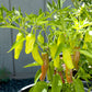 Organic Pepperoncini, Greek Golden (1 oz) - Grow Organic Organic Pepperoncini, Greek Golden (1 oz) Vegetable Seeds