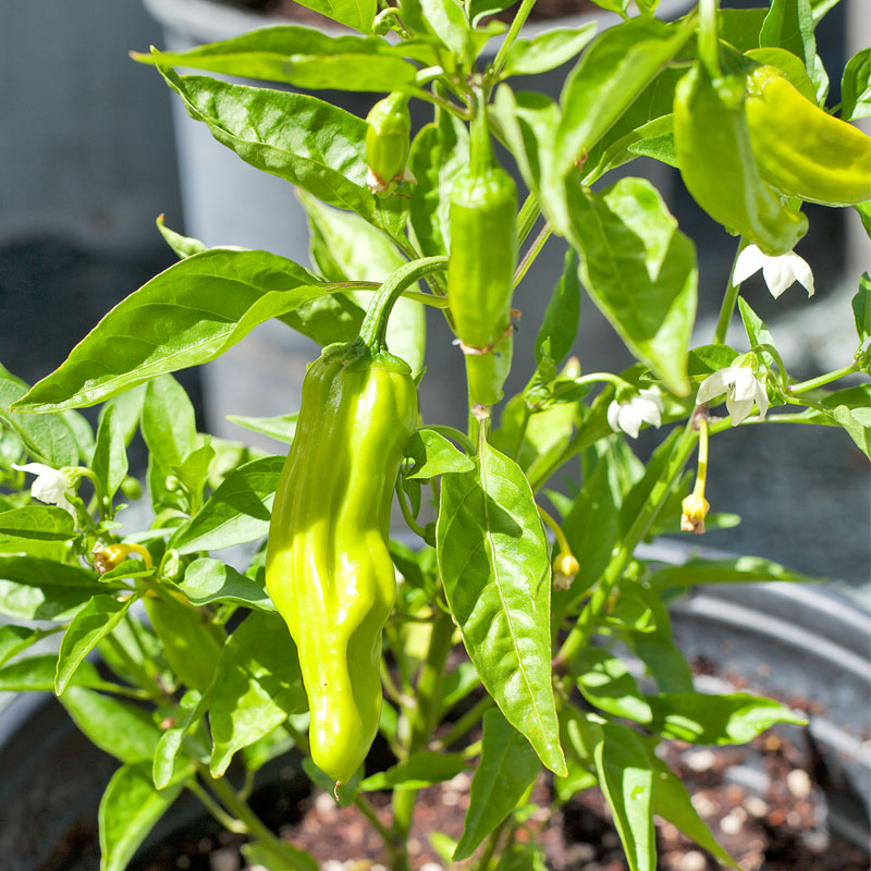 Italian Pepperoncini Seeds - Grow Organic Italian Pepperoncini Seeds (Organic) Vegetable Seeds