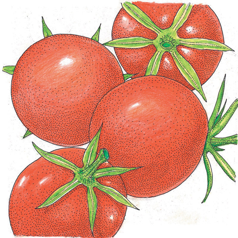Organic Tomato, Burbank (1 oz) - Grow Organic Organic Tomato, Burbank (1 oz) Vegetable Seeds