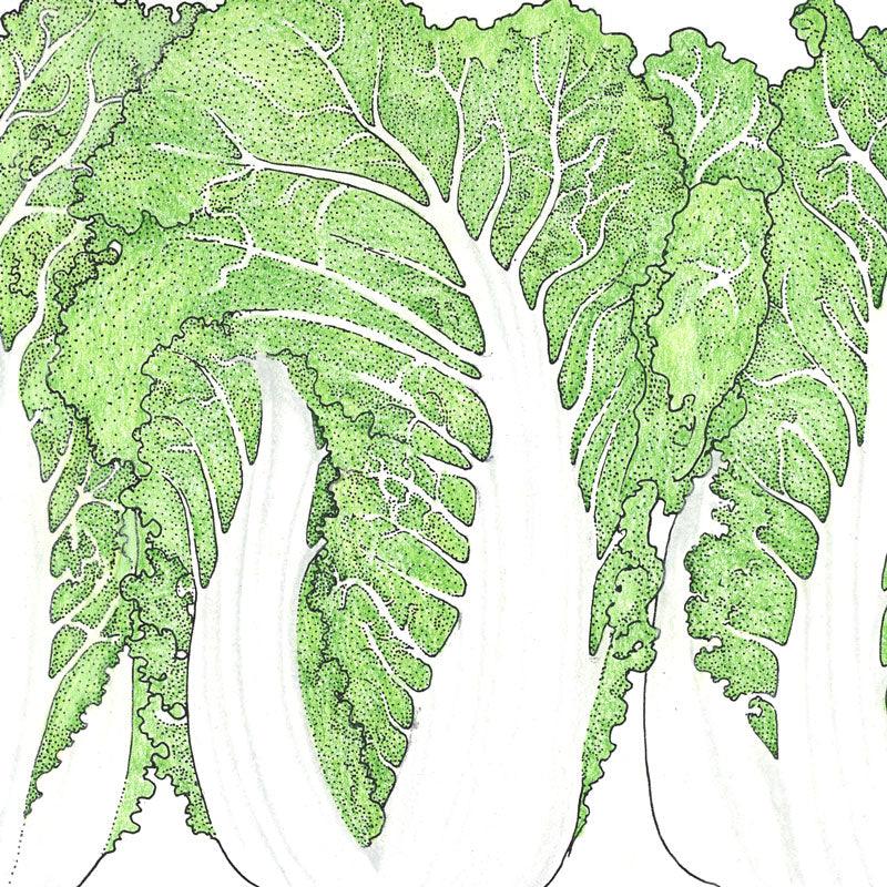 Napa Bilko Cabbage Seeds (Organic) Peaceful Valley